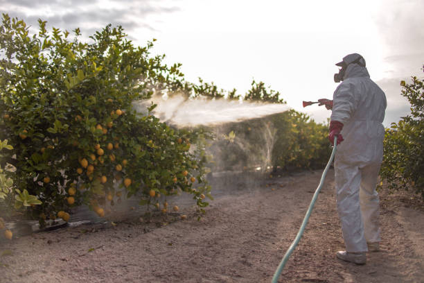 Best Bed Bug Extermination  in South Cleveland, TN